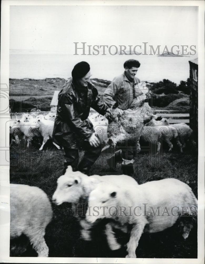 1968 Press Photo Two men wrestle with a Sheep during a branding Operation. - Historic Images