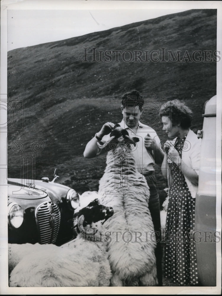 1959 Press Photo Black faced sheep at Perth Scotland - Historic Images