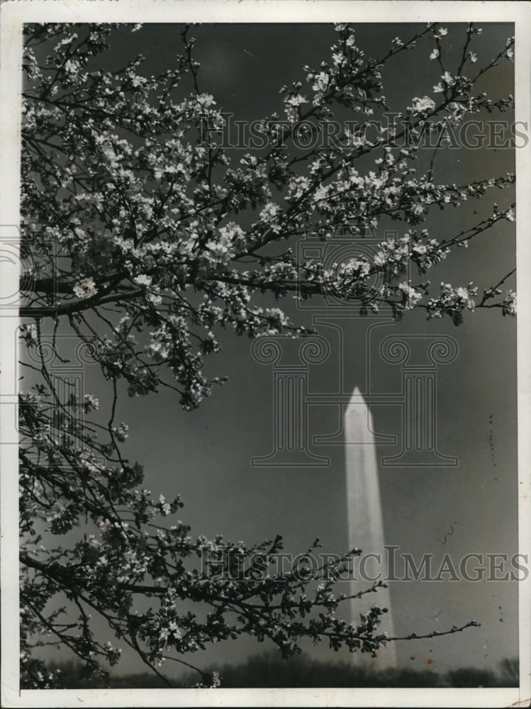 1938 Press Photo Japanese Cherry Blossoms and Washington Monument - Historic Images