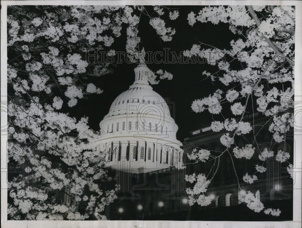 1938 Press Photo White House Dome thru Japanese Cherry Trees - Historic Images