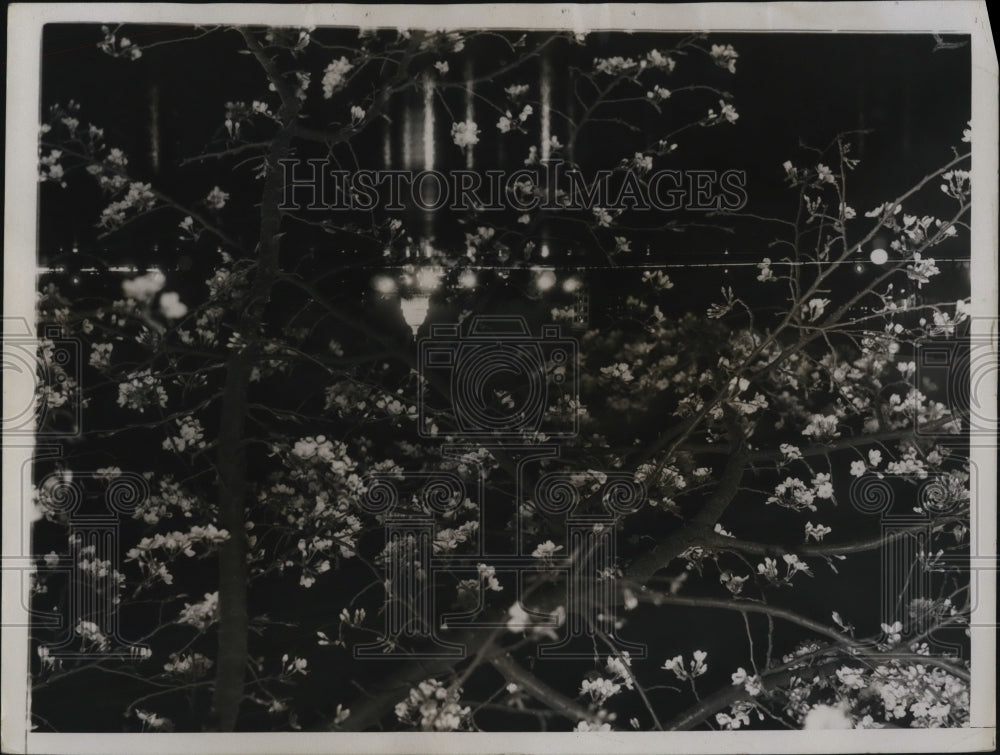 1934 Press Photo Wash DC Japanese cherry trees in blossom - Historic Images