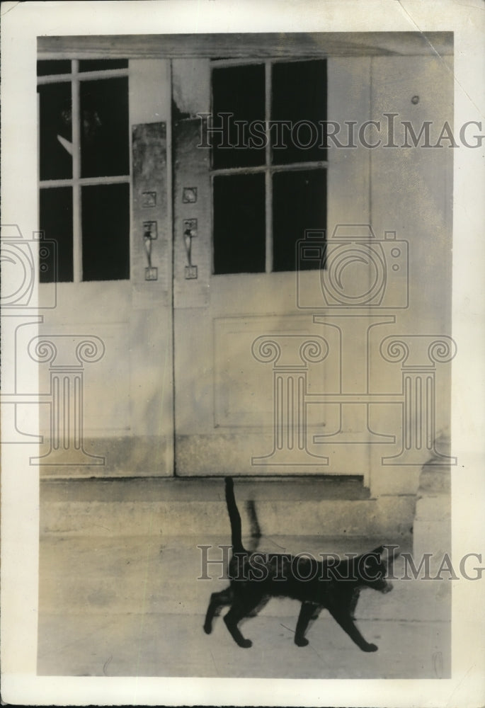 1939 Press Photo The stray black cat wandering at the White House porch - Historic Images