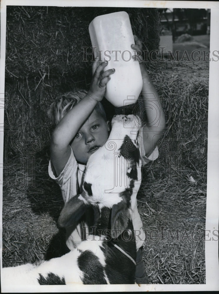 1962 Press Photo Jackie Rogers Feeds His Week Old Ayrshire Calf - Historic Images