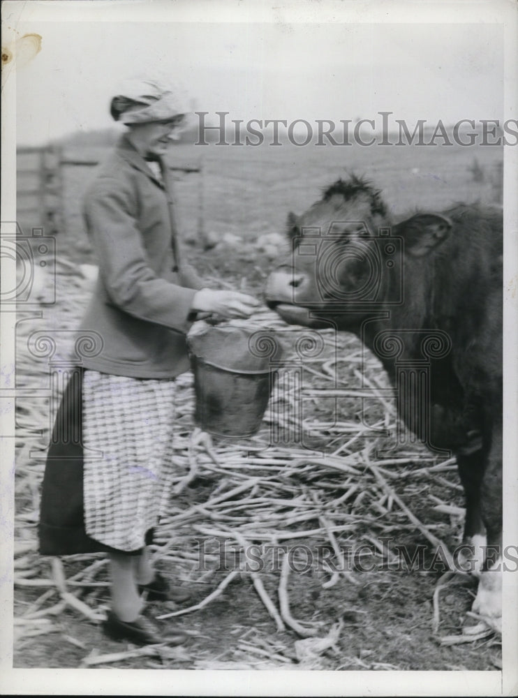 1942 Press Photo Older Lady Feeding a Cow - Historic Images