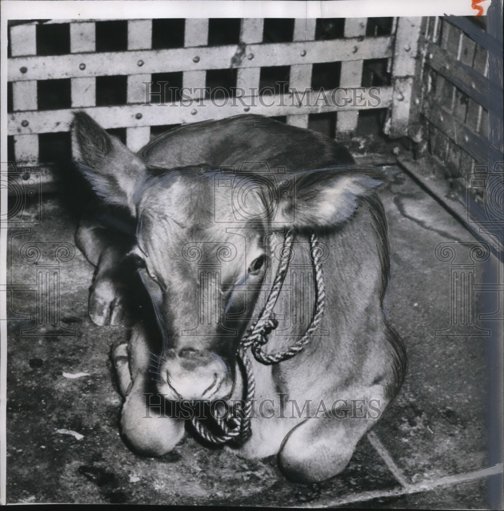 1950 Press Photo 220 lb Bull Calf in Jail Found Wondering Jackson Co. Courthouse - Historic Images