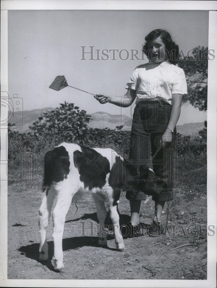 1950 Press Photo Vera Jean Hart Swats Flies for Holstein Bull Calf - Historic Images