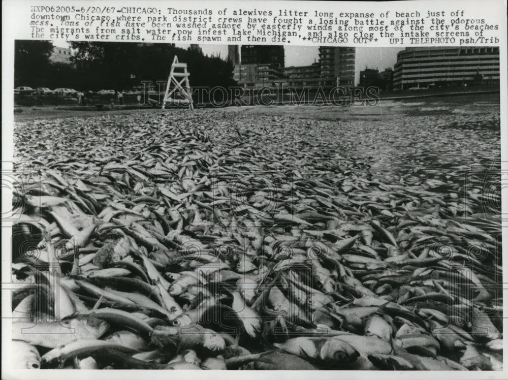 1967 Press Photo Thousands of Alewives have been washed ashore by easterly winds - Historic Images