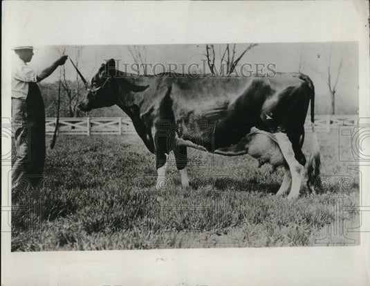 1935 Press Photo Pure bred Holstein breaks record as producer by Clamity Nig - Historic Images