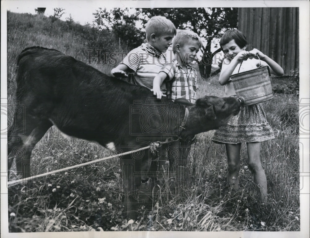 1957 Press Photo David, John &amp; Ruth with pet Jersey-Guedusey calf while drinking - Historic Images