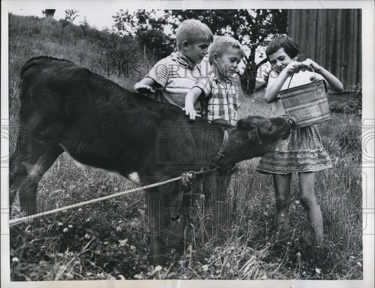 1957 Press Photo David, John & Ruth with pet Jersey-Guedusey calf while drinking - Historic Images