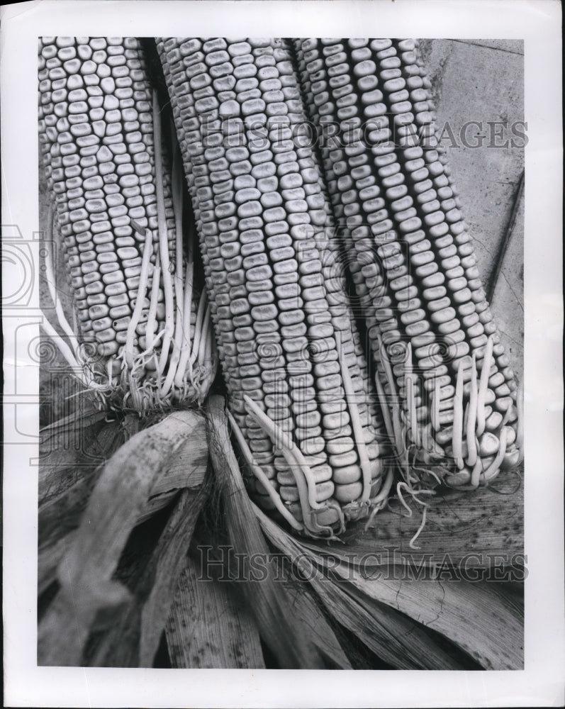 1959 Press Photo Boonville Mo  three ears of corn with sprouts growing on them - Historic Images