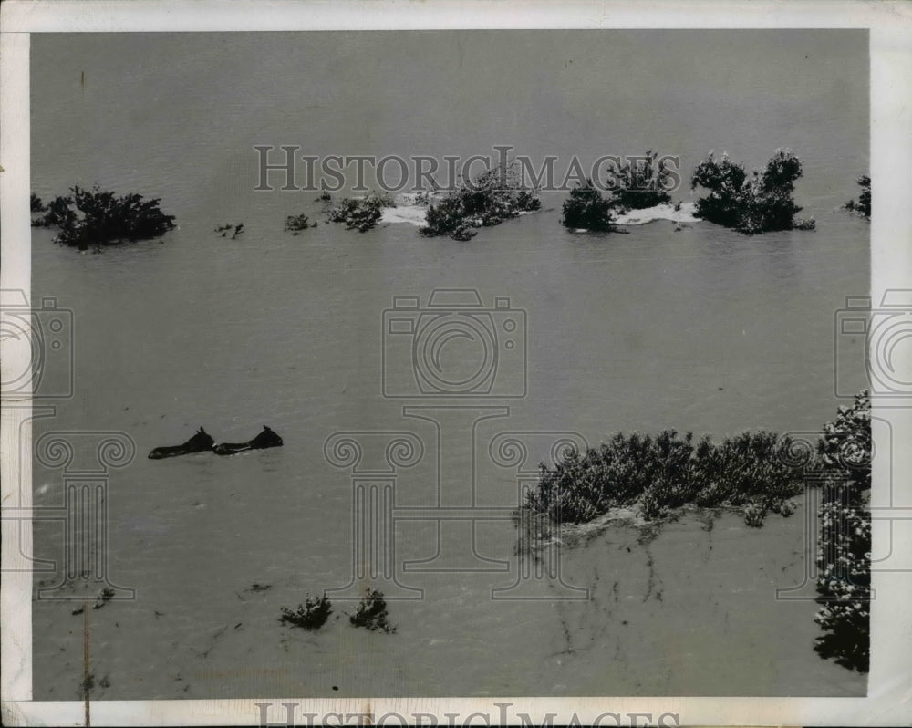 1947 Press Photo Quincy Ill two mules stand in water which reaches their necks - Historic Images