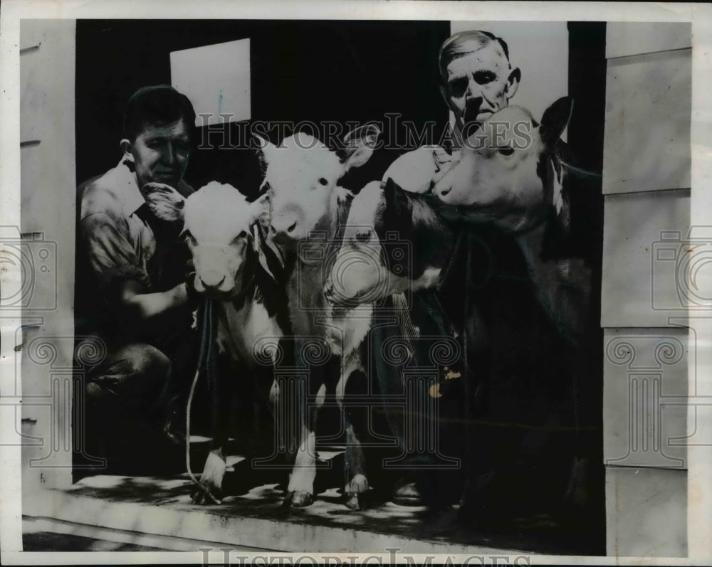 1946 Press Photo The calves at the Irondale Farm of W.H.Iddings &amp; father, Henry - Historic Images