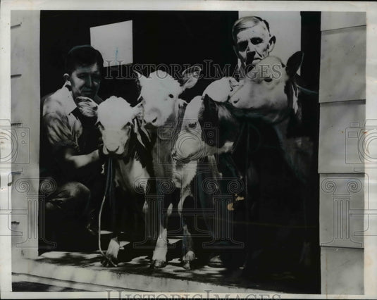 1946 Press Photo The calves at the Irondale Farm of W.H.Iddings & father, Henry - Historic Images