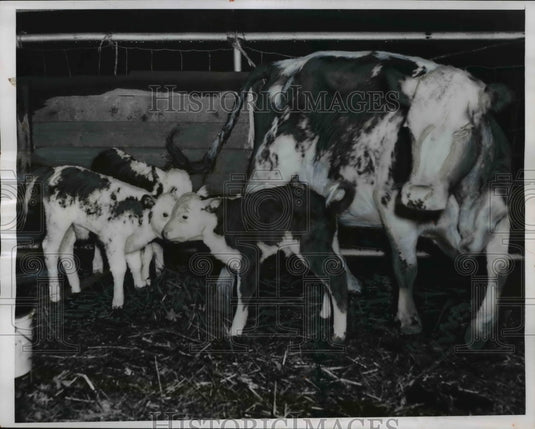 1955 Press Photo The triplets cow at the Jerry Zelenka and son Farm - Historic Images