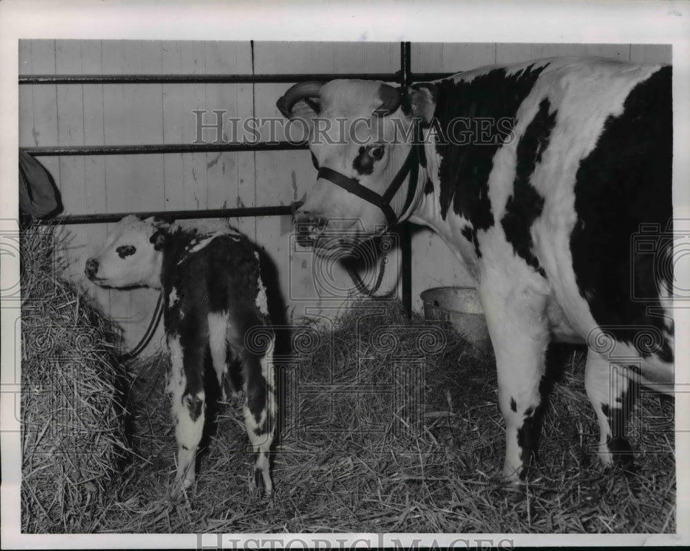 1957 Press Photo The new born cow named Languette in Paris - Historic Images