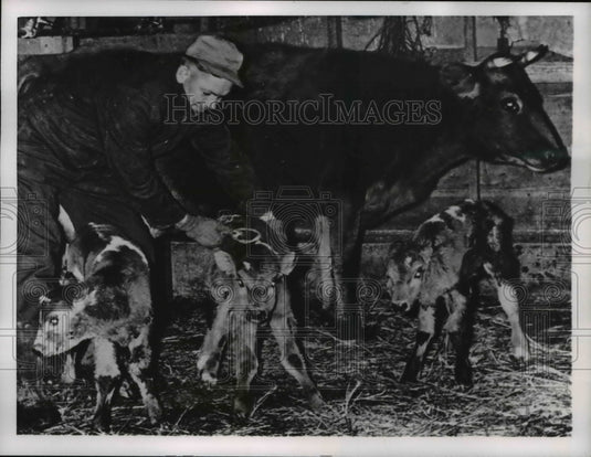 1957 Press Photo Farmer Albert Amer with the rare triplet cows - Historic Images