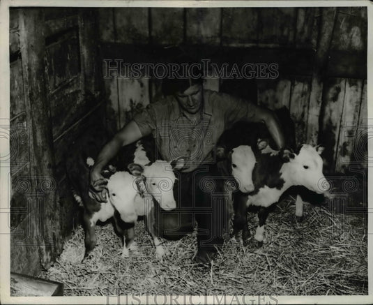 1946 Press Photo The quadruplet calves and their owner W.H. Iddings - Historic Images