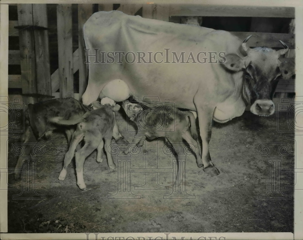 1948 Press Photo The triplet calves were born to a Jersey cow - Historic Images