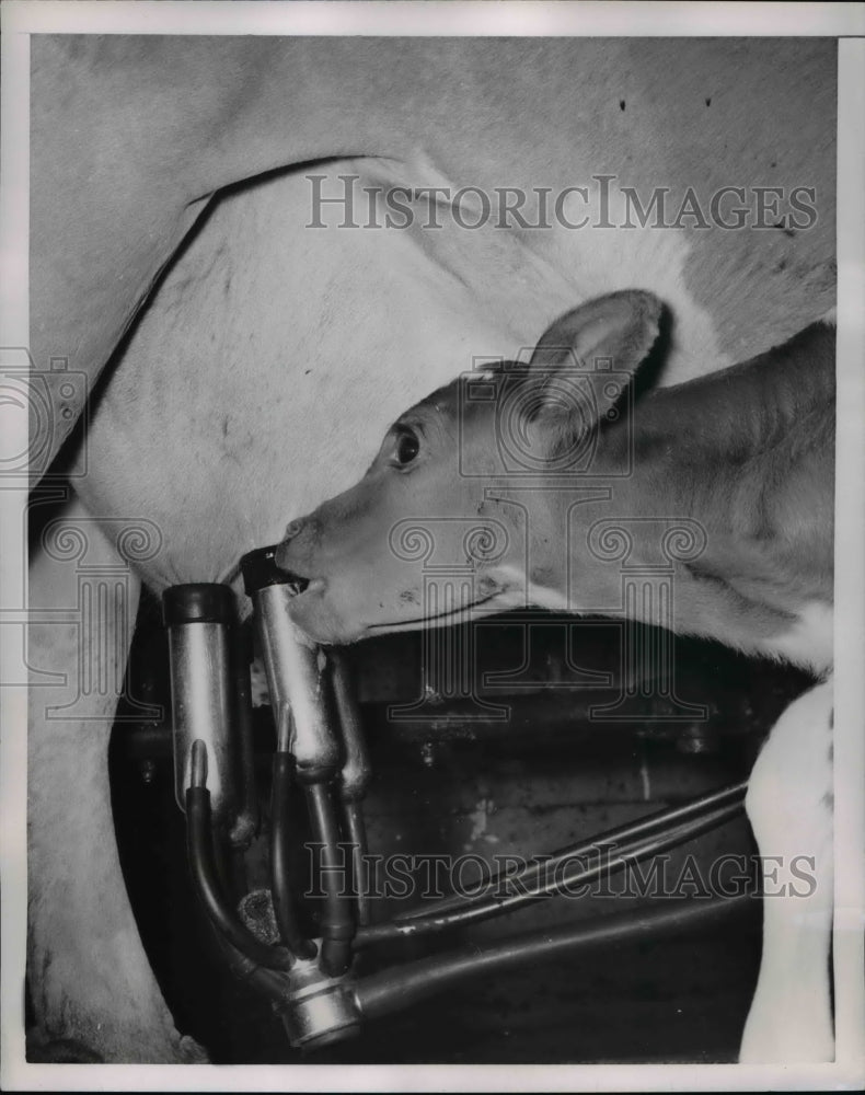 1954 Press Photo Cow was given a mechanical milking machine by dairymen - Historic Images