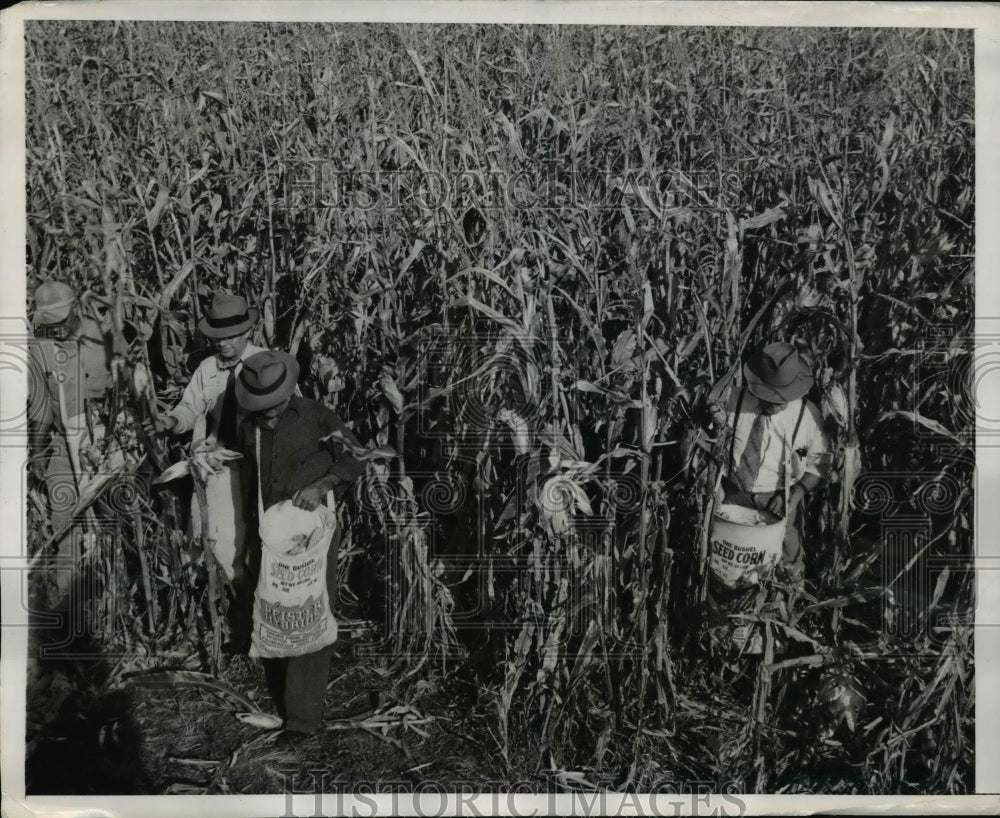 1948 Press Photo People harvesting on the Jordan Acre - Historic Images