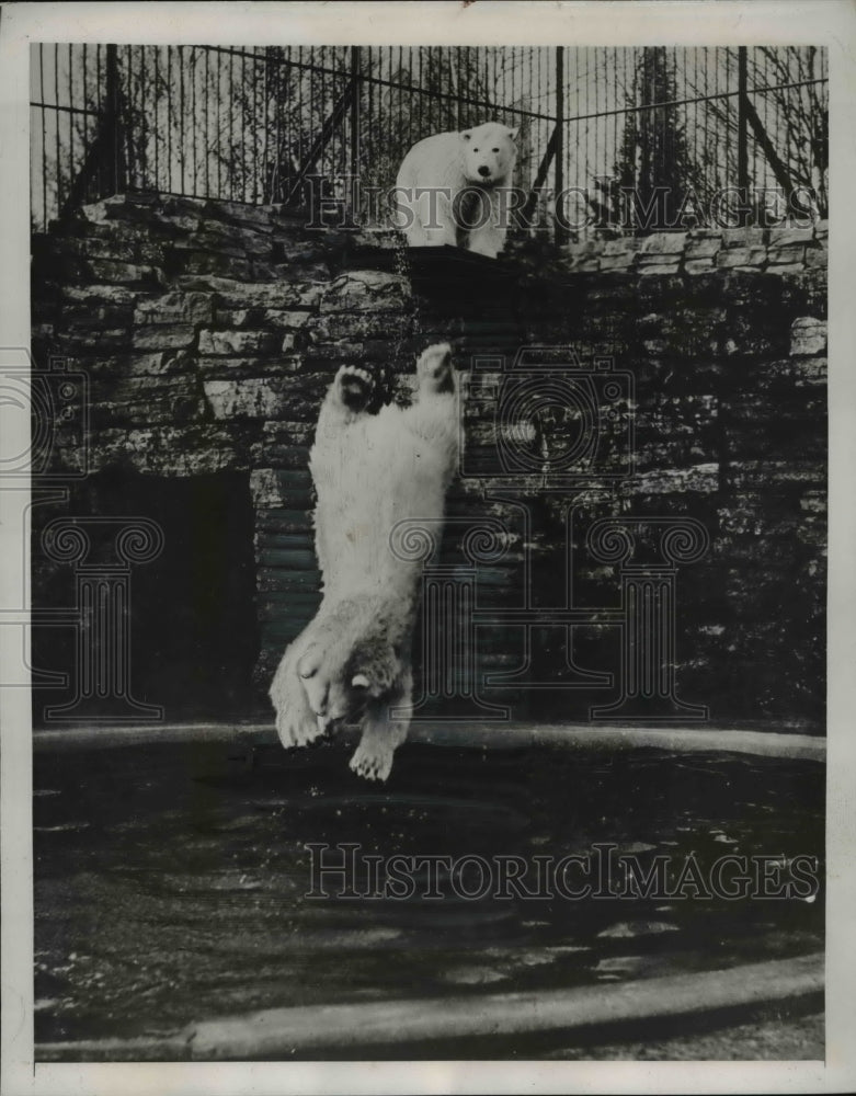 1938 Press Photo Quebec Canada polar bears Caesar &amp; Fanny at the zoo - Historic Images