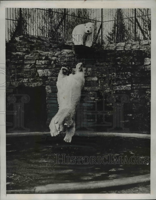 1938 Press Photo Quebec Canada polar bears Caesar & Fanny at the zoo - Historic Images