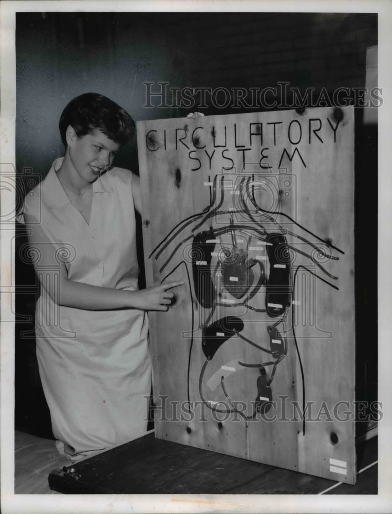 1959 Press Photo Anne Whitacre with Display of Circulatory System - Historic Images