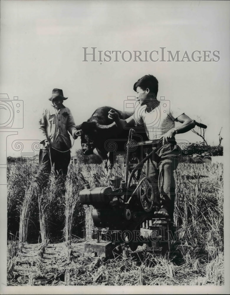 1960 Farmer &amp; son working with a plow &amp; oxen team-Historic Images