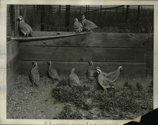 1939 Press Photo these birds made be excused their strutting They are proud - Historic Images