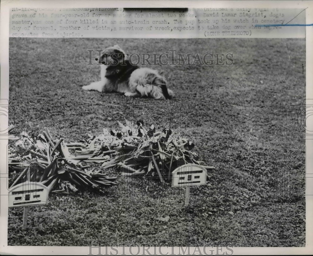 1951 Press Photo Brownie maintained a daily vigil at the grave of his 4 yr old - Historic Images