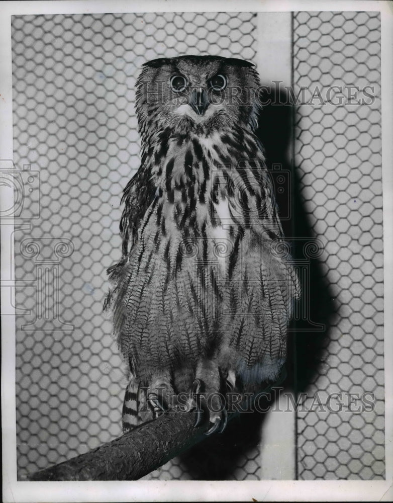 1954 Press Photo Grand Duke Owl Captured in Isere Region - Historic Images