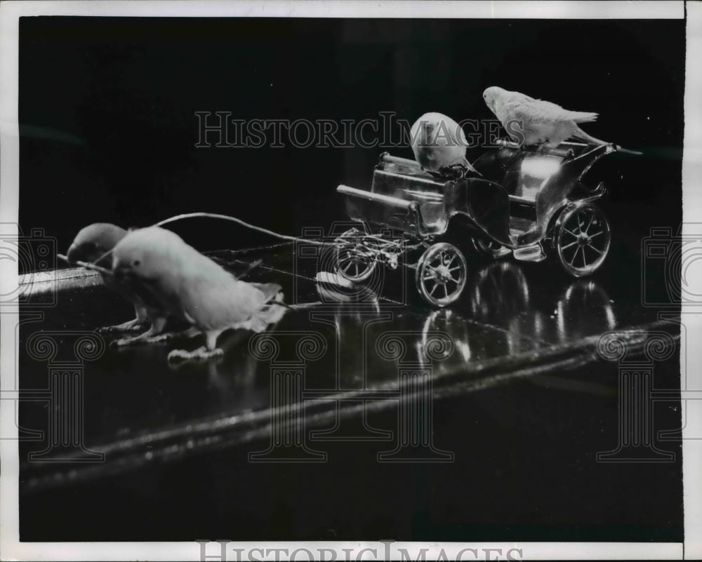 1954 Press Photo Parakeet Pulling and Riding in Miniature Carriage - Historic Images