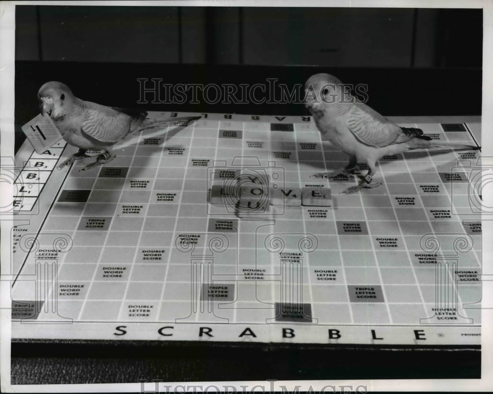 1955 Press Photo Percy Parakeet Plays with Scrabble Letters in Champaign, IL - Historic Images