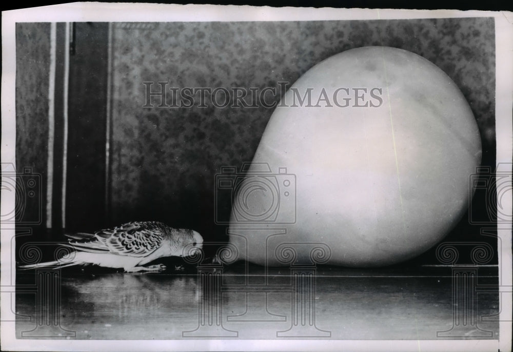 1955 Press Photo Parakeet Gets Close to a Balloon - Historic Images