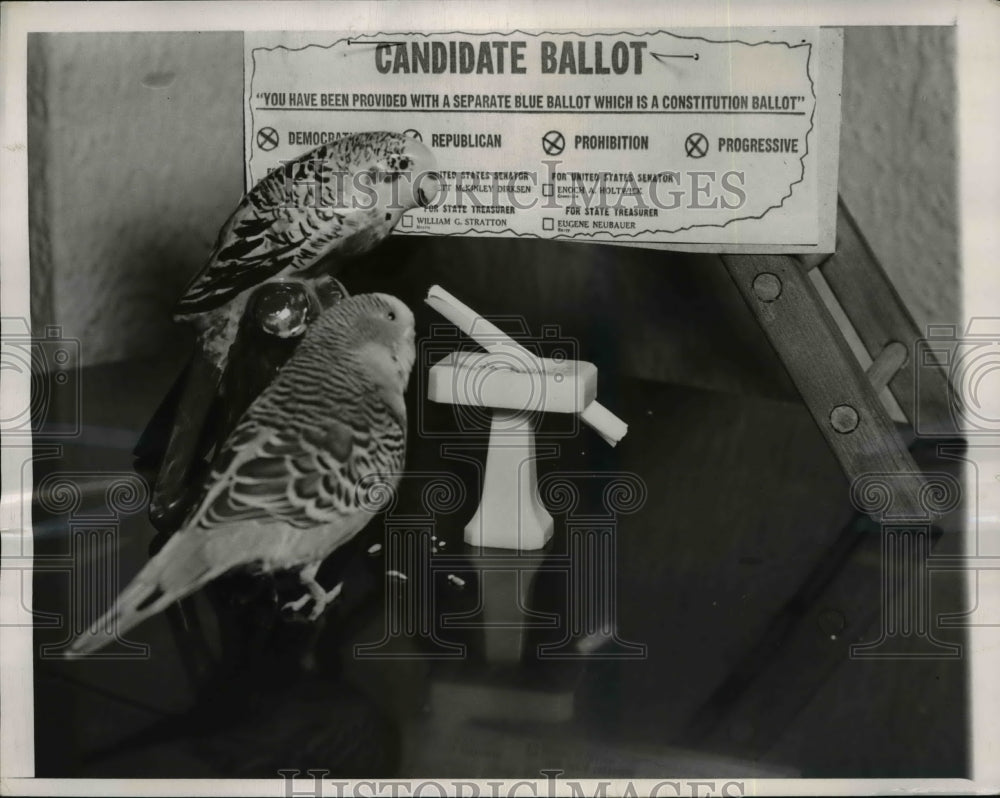1950 Press Photo Parakeet Peter Owned by Lou Toupin By a Prohibition Ballot - Historic Images