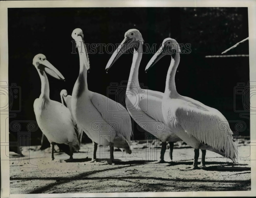 1935 Press Photo European Pelicans at National Zoo - Historic Images