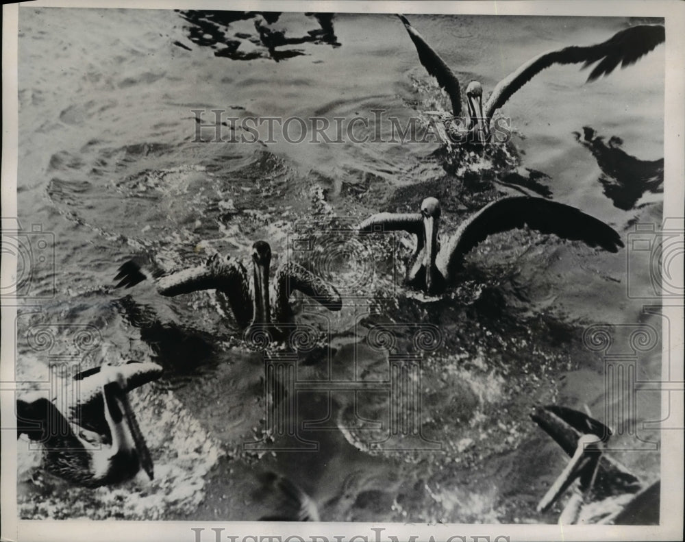 1938 Press Photo Playful pelicans playing at the pond - Historic Images