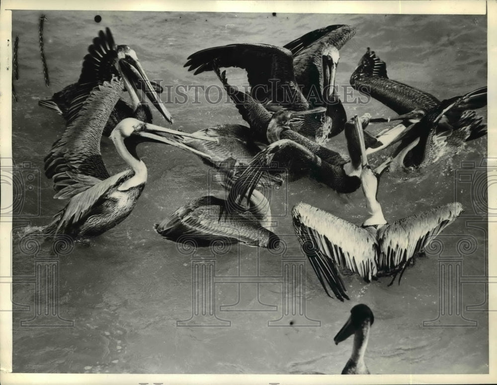 1938 Press Photo Pelican gather around the boat dock - Historic Images