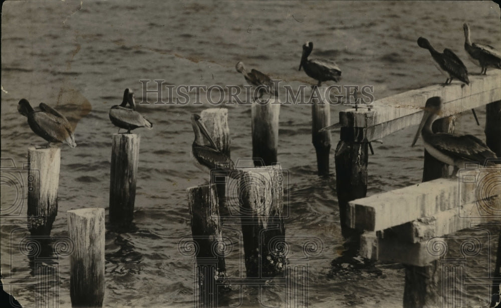 1923 Press Photo Birds on the dock - Historic Images