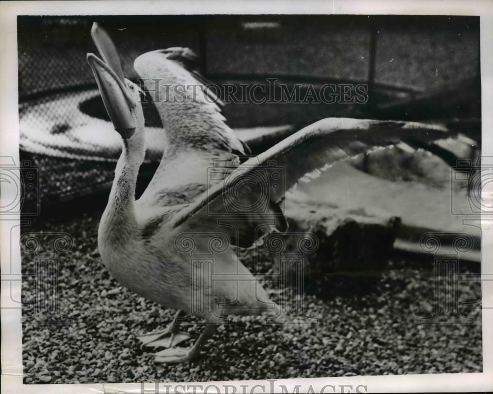 1952 Press Photo Pelican in the London Zoo - Historic Images