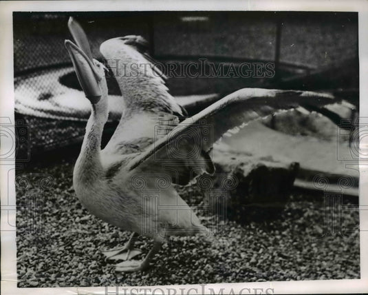 1952 Press Photo Pelican in the London Zoo - Historic Images