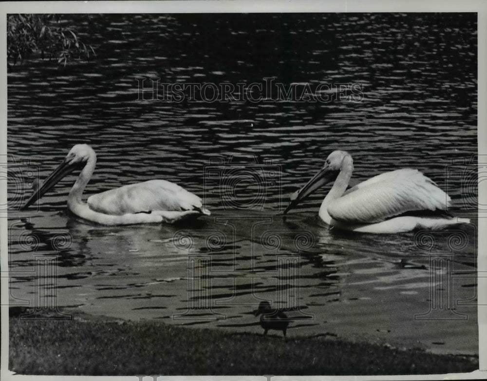 1961 Press Photo Birds swimming in the pond at St. James Park in London - Historic Images