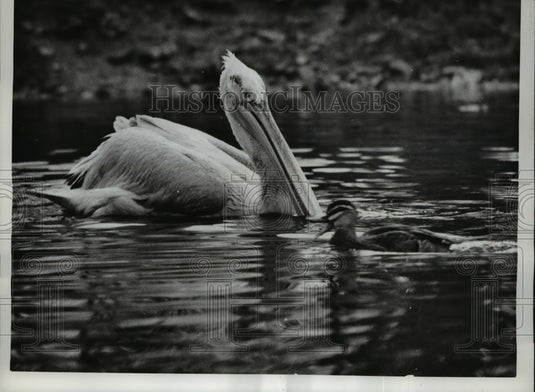 1961 Press Photo Noisy duckling swim across the Pelican on the pond in England - Historic Images