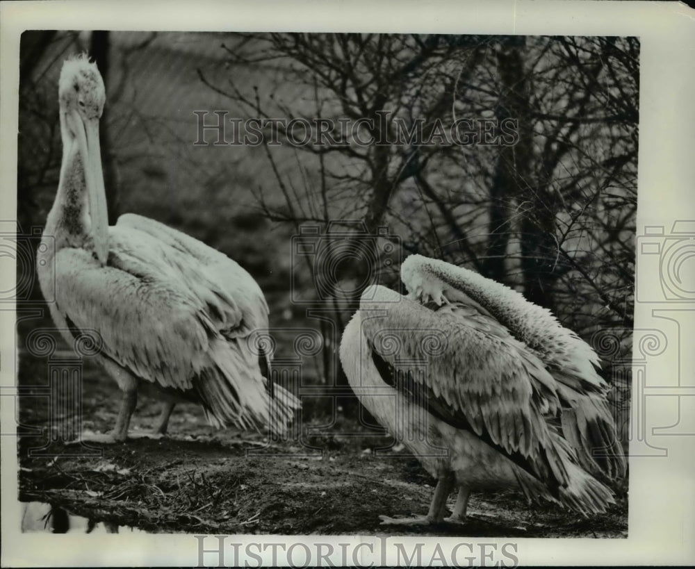 1961 Press Photo Pelicans at the Whipsnade, Bedfordshire Zoo - Historic Images