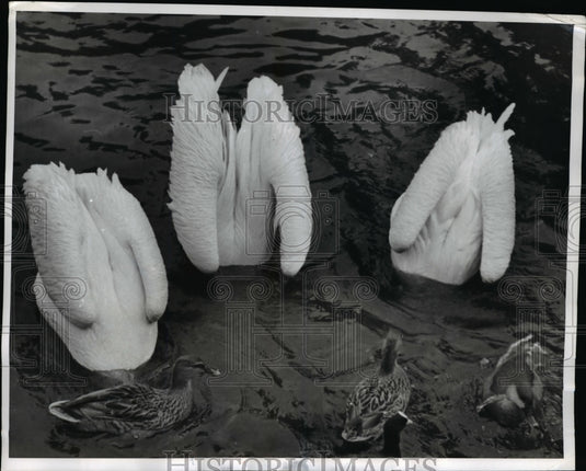 1961 Press Photo Pelicans spot their prey on the pond - Historic Images