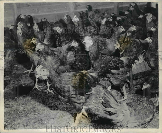 1946 Press Photo Radiant heated New Hampshire Reds brooded in Mr. Tsantes' farm - Historic Images