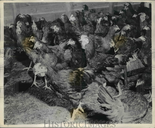 1946 Press Photo Radiant heated New Hampshire Reds brooded in Mr. Tsan ...