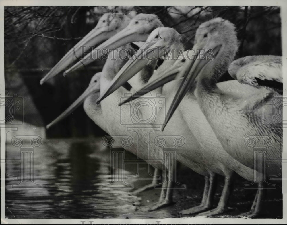 1961 Press Photo Pelican Birds Line Up at Pool, Chessington England Zoo - Historic Images