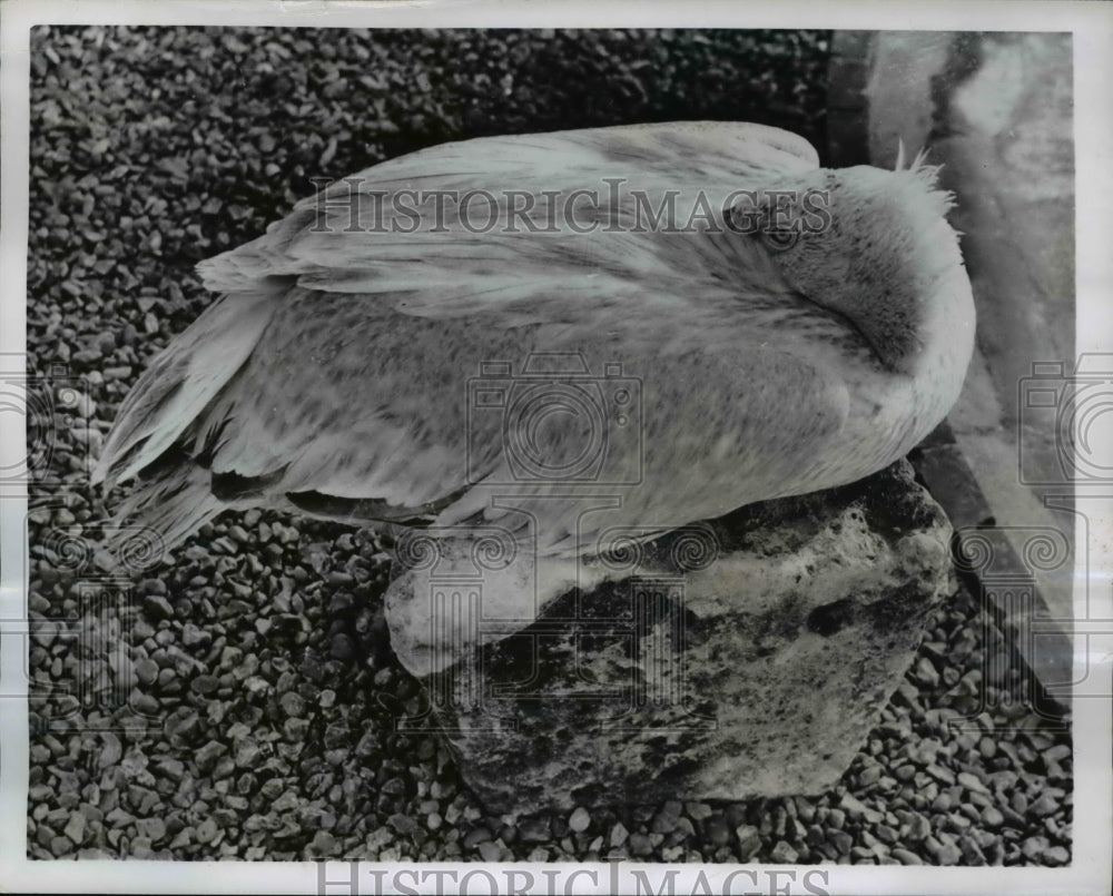 1952 Press Photo Pelican Bird Curled up on Rock, London England - Historic Images